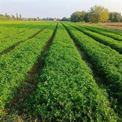 AGRO BIO FARMING, Fontanellato orari di apertura