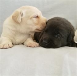 Fadak Labradors Allevamento amatoriale, Potenza Picena orari di apertura