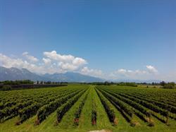 Vini Maman - Winery, San Quirino orari di apertura