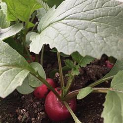 Società Agricola De Simone, Francolise orari di apertura