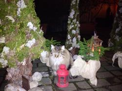 B&B Al Nabuisson, Aosta orari di apertura
