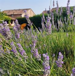 Fienile di Baura, Ferrara orari di apertura