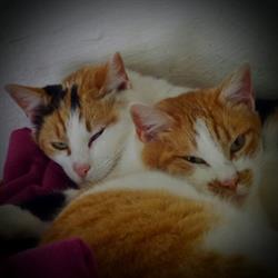 Ediga Rifugio Del Gatto, Palermo orari di apertura