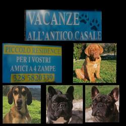 vacanze all'antico casale pensione per cani, Terni orari di apertura