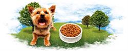 Dog Buddy Invorio, orari di apertura