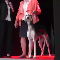 Divina Saluki Tresignana, Tresigallo - Orari di apertura