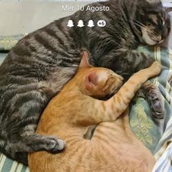 Shampoo & Coccole, Rapallo orari di apertura