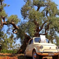 Cerasulo Olio Extravergine di Oliva Az.Agri, Cisternino orari di apertura