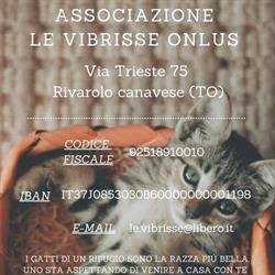 Associazione Le Vibrisse Onlus, Rivarolo Canavese orari di apertura