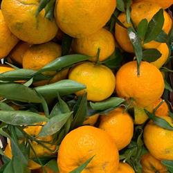 L'Angolo Della Frutta di Garau Salvatore, Sassari orari di apertura