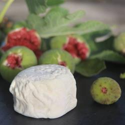 Fattoria Ma' Falda Società Agricola, Orvieto orari di apertura