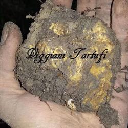 Viggiani Tartufi, San Mauro Forte orari di apertura