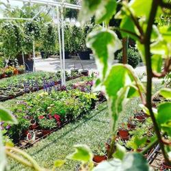 Vivaio Marflora Garden Lecce, orari di apertura