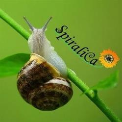 Spiralica - Allevamento di Lumache a Riccione e Vendita di Cosmetici con Bava di Lumaca Rimini, orari di apertura