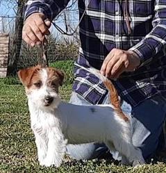 Wildjack kennel Sorbolo Mezzani, Mezzano Inferiore - Orari di apertura