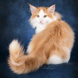 Aesir A-Mici Allevamento gatto Norvegese delle Foreste, Corio orari di apertura