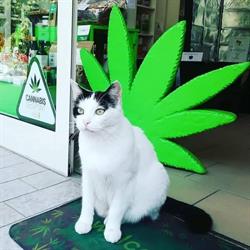 CANAPACITY GROWSHOP CARRARA (Massa Carrara), orari di apertura