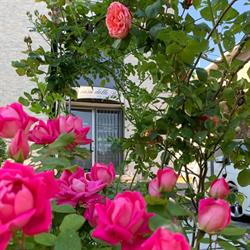 La Casa delle Rose Residenza per anziani, Lacchiarella orari di apertura