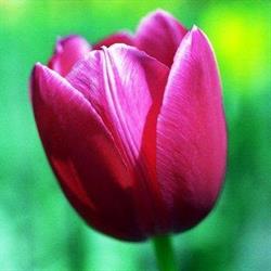 Il Tulipano, San Miniato orari di apertura