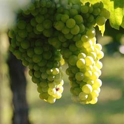 Enostaff, Capriolo orari di apertura
