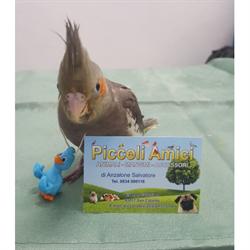 Piccoli Amici, San Cataldo orari di apertura