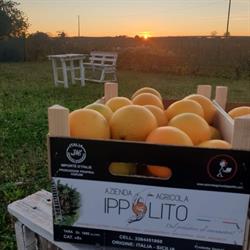 Azienda Agricola Ippolito, Cividale del Friuli orari di apertura