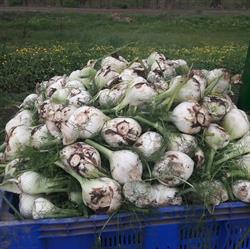 azienda agricola sovereto di Giovanni Antonio Iedà, Isola di Capo Rizzuto orari di apertura