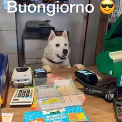 Tabaccheria e Articoli da Regalo da Lulù, Roma orari di apertura