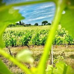 Winery Fattoria Cantagallo, Cortona orari di apertura