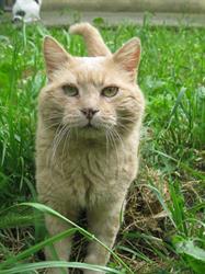 Gattile Comunale di Ferrara - A Coda Alta & Gata odv, orari di apertura