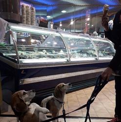 Gelateria La Fontana, Cesarolo orari di apertura