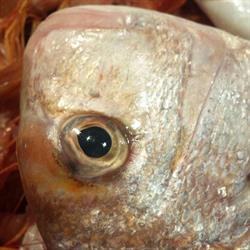 Pescheria Due Mari, Ceglie Messapica orari di apertura