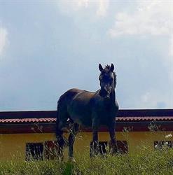 Circolo Ippico L'Écurie Valsamoggia, Monteveglio - Orari di apertura