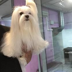 Fashion Dog, Roma orari di apertura