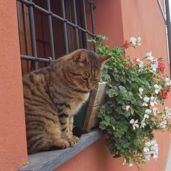 La casa dei gatti, Soragna orari di apertura
