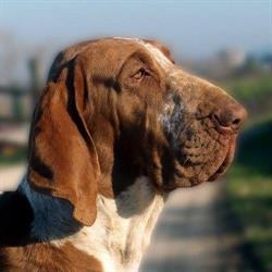 Allevamento dei Sanchi - Bracco Italiano, Morciano di Romagna orari di apertura