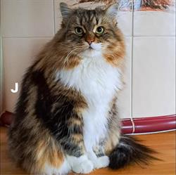 Degli Zar Allevamento Gatto Siberiano Pescara Abruzzo (Cuccioli Disponibili in Vendita), Alanno orari di apertura