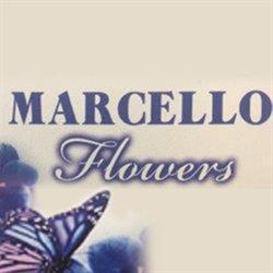 Marcello Flowers Fiori e Piante, Lauria orari di apertura