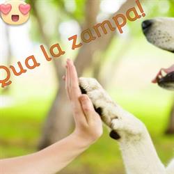 Qua La Zampa, Roma orari di apertura