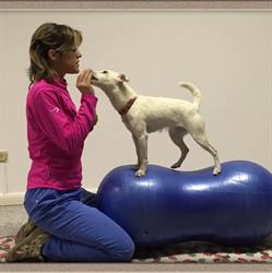 Fisio-Veterinaria, San Giovanni Lupatoto orari di apertura