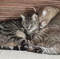 Studio Veterinario Dott.ssa Alessandra Russo, Pozzuoli orari di apertura