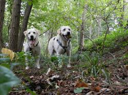 Parco giochi a 6 zampe - Cani felici & Montello in natura, Volpago del Montello orari di apertura