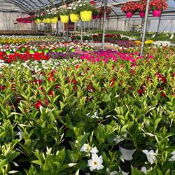 Floricoltura Moretto, Cavarzere orari di apertura