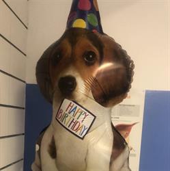 Clinica Veterinaria Lombarda, Legnano orari di apertura
