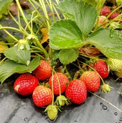 Azienda Agricola Colto e Mangiato, Merate orari di apertura