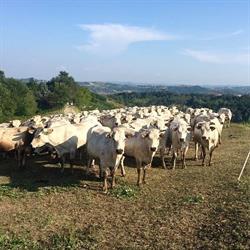 Azienda Agricola C.G. di Cantone e Rivella S.S., Asti orari di apertura