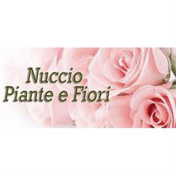 Nuccio Piante e Fiori di Natale Scaccio, Palermo orari di apertura