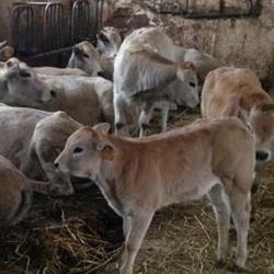 Macellerie Mauro, Montoggio orari di apertura
