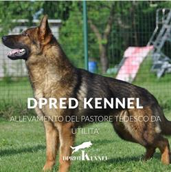 Dpred kennel, Inzago orari di apertura