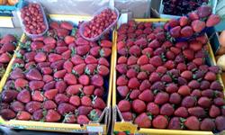 Buongustaio della Frutta e Verdura, Palermo orari di apertura